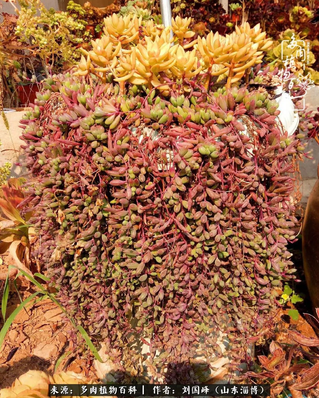 高温天气怎么养护多肉花,新手夏天养多肉5个保命秘籍