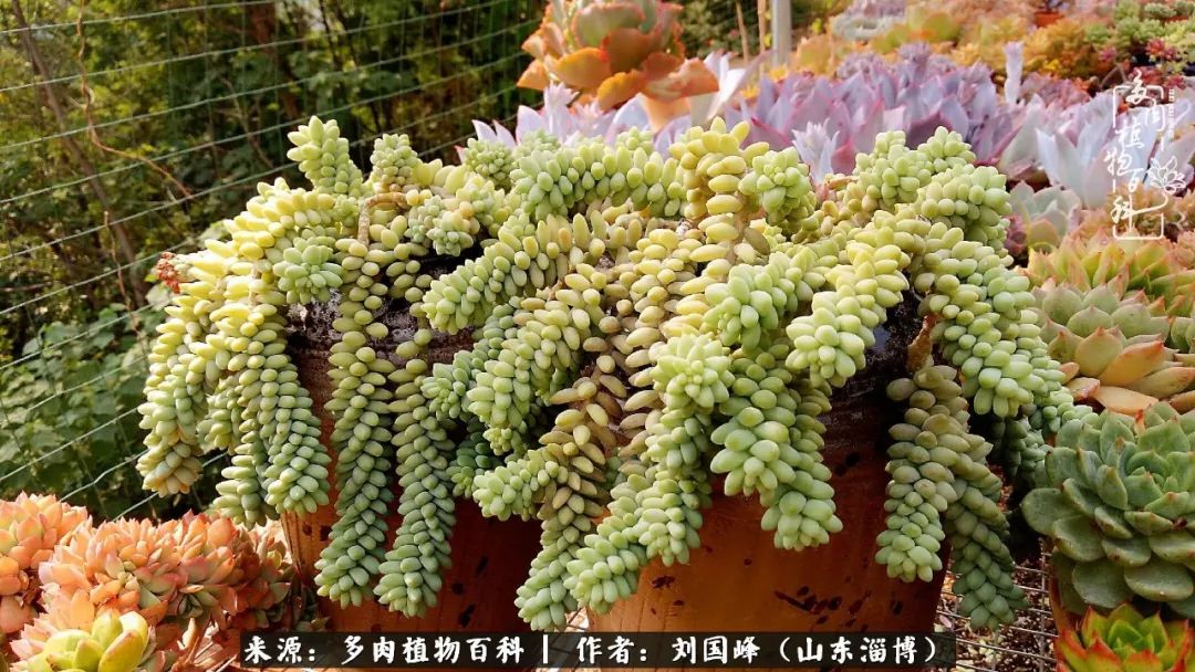 高温天气怎么养护多肉花,新手夏天养多肉5个保命秘籍