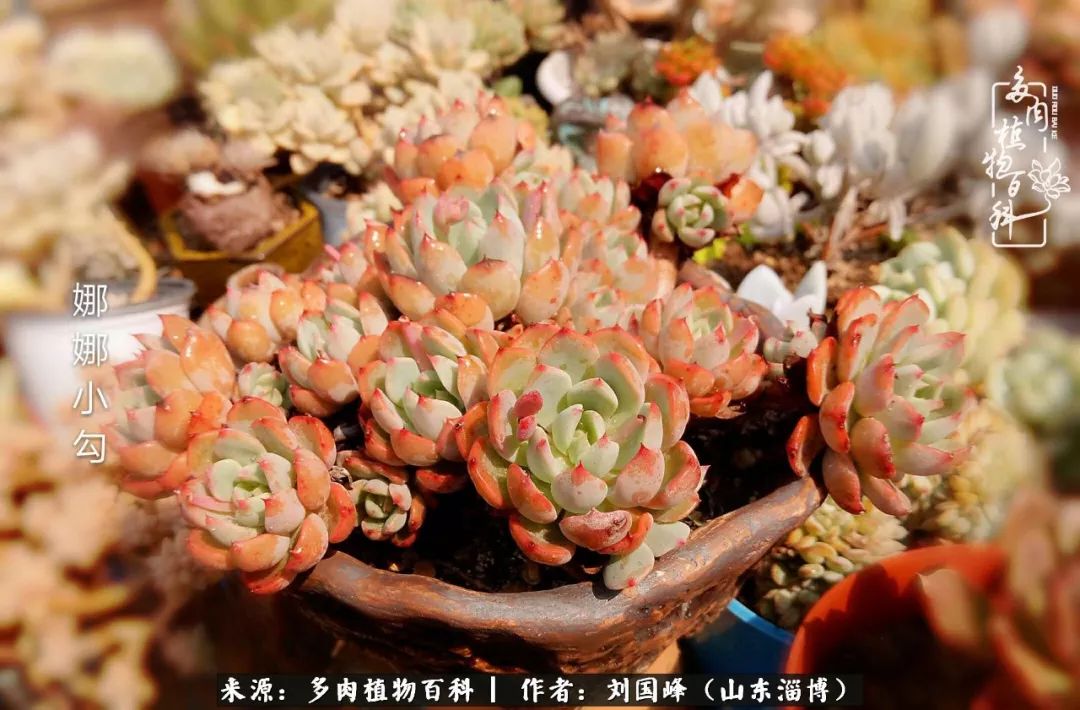 高温天气怎么养护多肉花,新手夏天养多肉5个保命秘籍