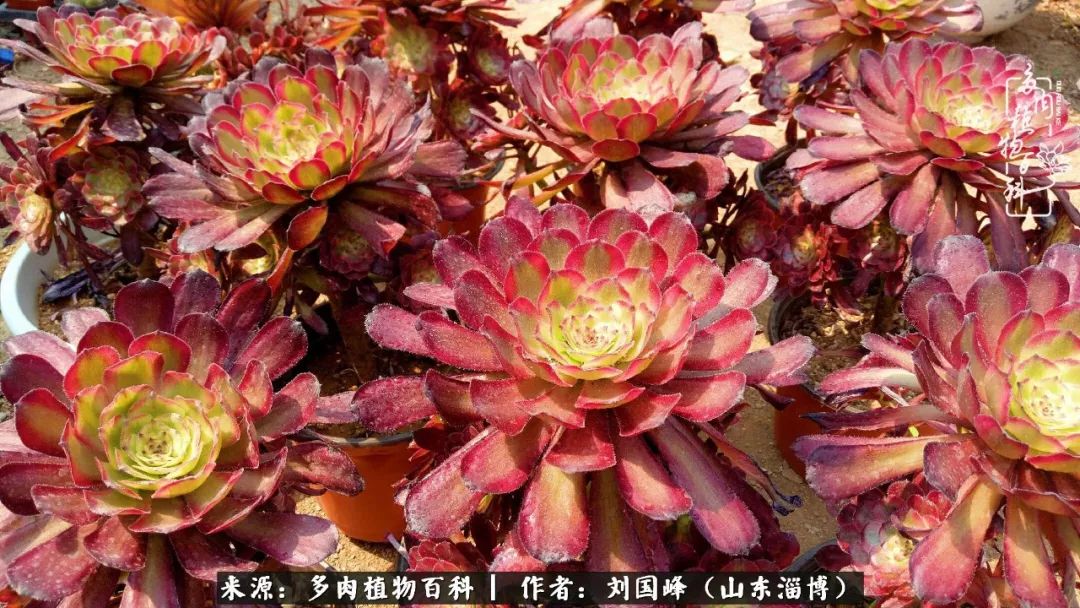 高温天气怎么养护多肉花,新手夏天养多肉5个保命秘籍