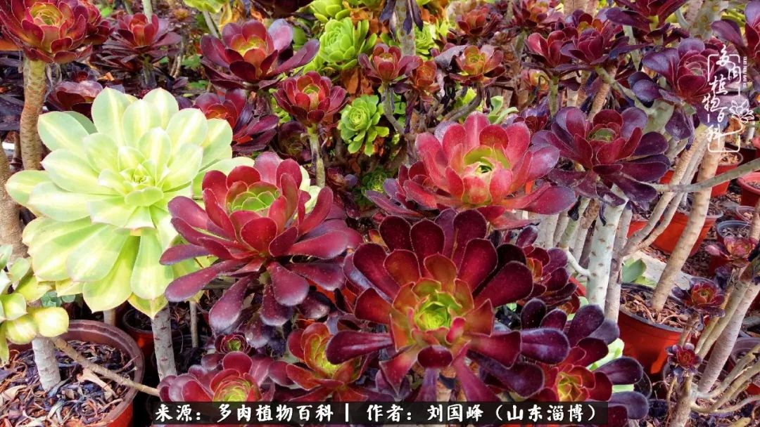 高温天气怎么养护多肉花,新手夏天养多肉5个保命秘籍