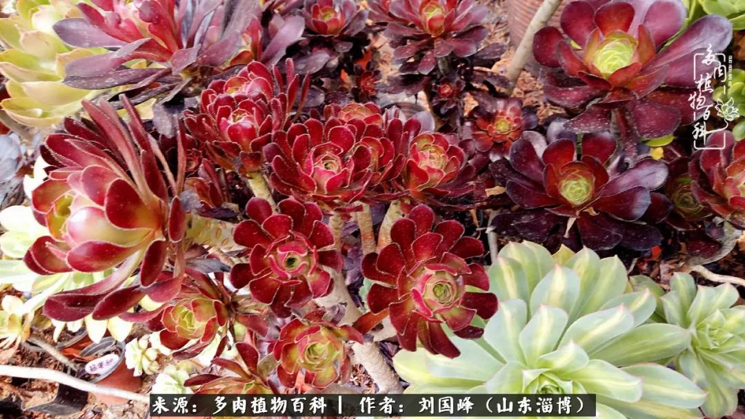 高温天气怎么养护多肉花,新手夏天养多肉5个保命秘籍