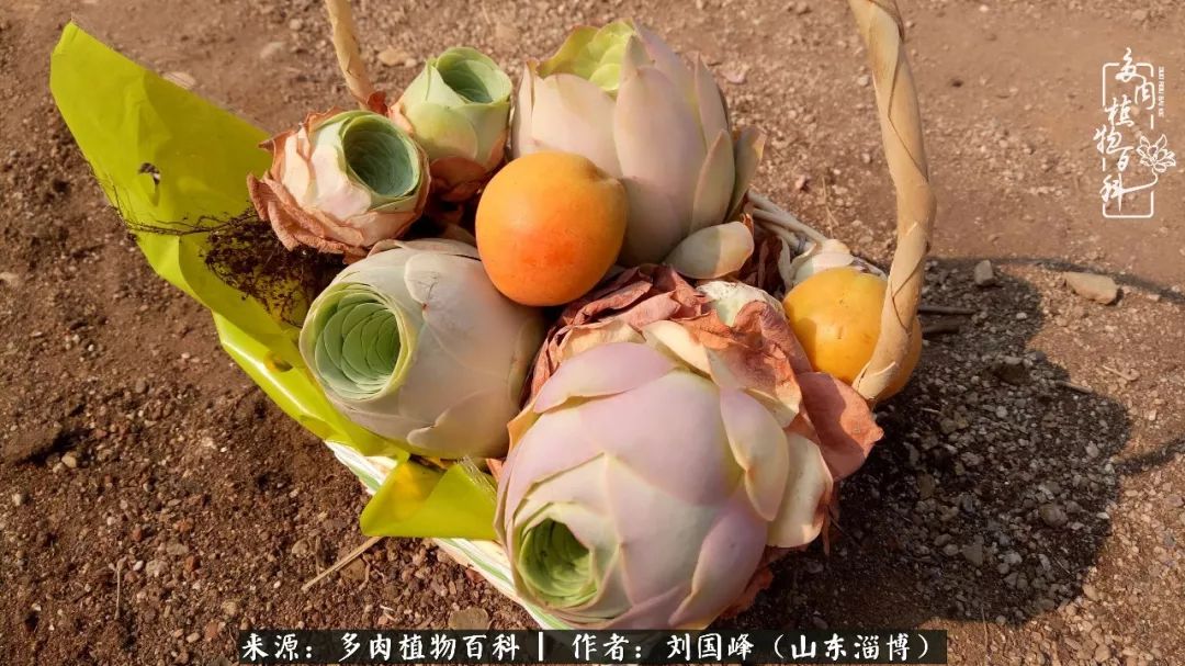 高温天气怎么养护多肉花,新手夏天养多肉5个保命秘籍