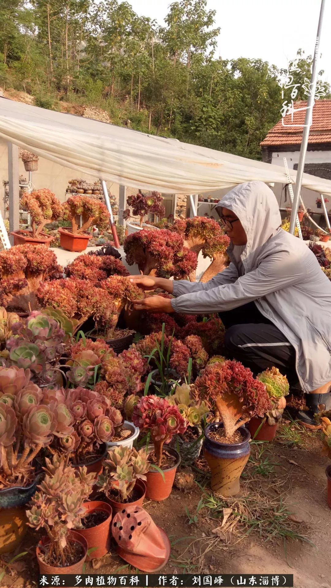 高温天气怎么养护多肉花,新手夏天养多肉5个保命秘籍