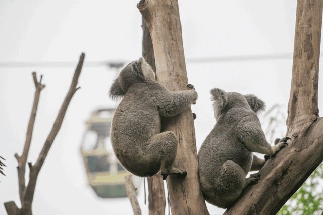 长隆暑期特惠,长隆特惠游九月