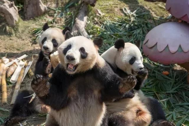 长隆暑期特惠,长隆特惠游九月