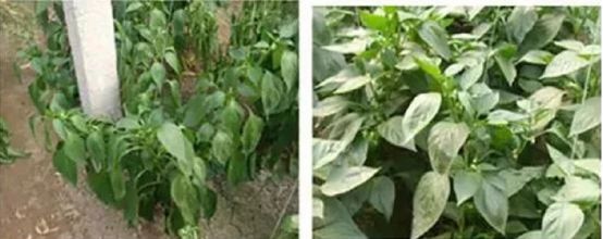 猝倒病立枯病,青枯病枯萎病猝倒病立枯病的区别