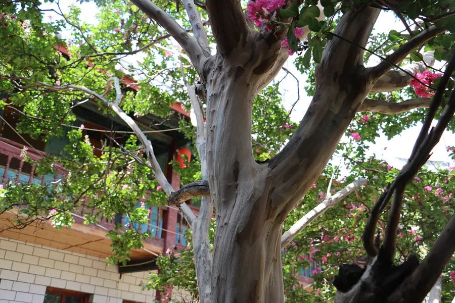 「人文宾川」古院沧桑，古树依然，这里的“花海”盛开在六月——李氏宗祠火把花