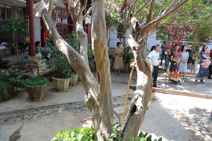 「人文宾川」古院沧桑，古树依然，这里的“花海”盛开在六月——李氏宗祠火把花