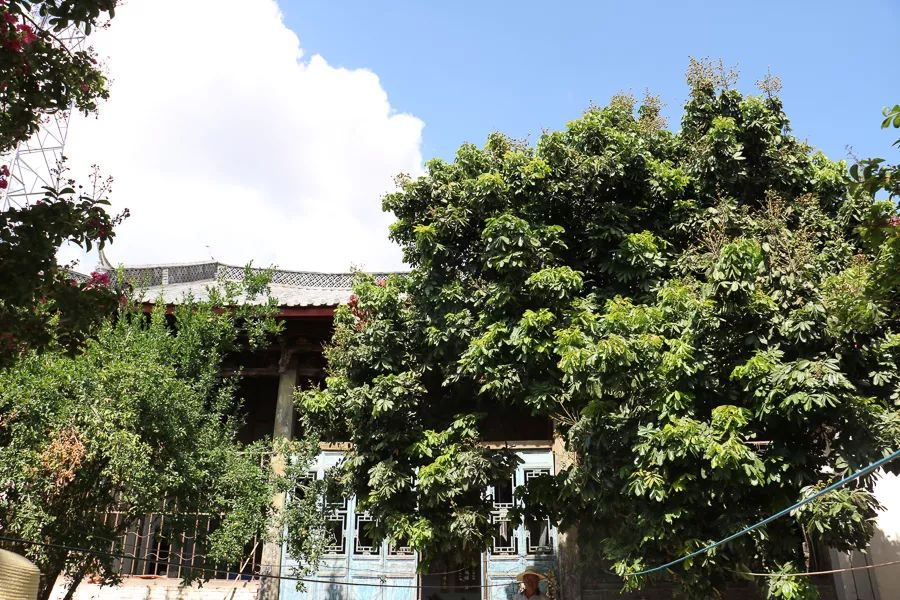 「人文宾川」古院沧桑，古树依然，这里的“花海”盛开在六月——李氏宗祠火把花