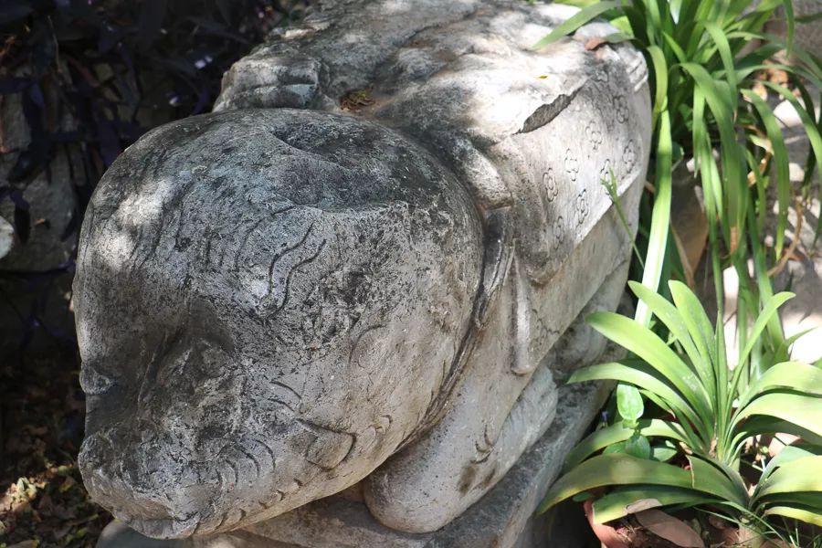 「人文宾川」古院沧桑，古树依然，这里的“花海”盛开在六月——李氏宗祠火把花