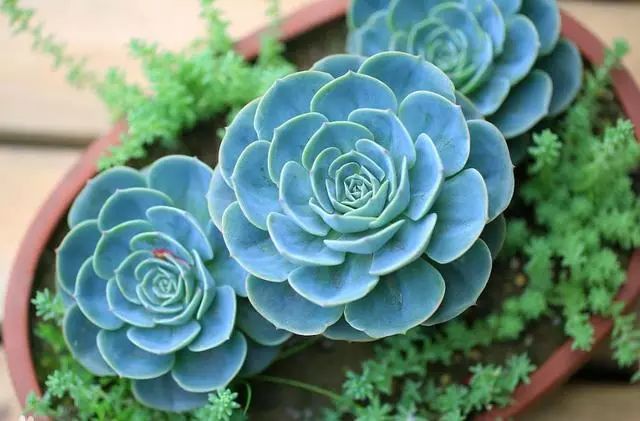 玉蝶怎么养容易爆盆,玉蝶怎么养才爆盆