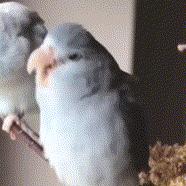 张若昀和唐艺昕谈了多久恋爱,张若昀和唐艺昕发糖不断羡煞旁人