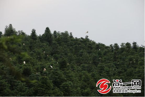 天然氧吧打卡！常德这个公园竟藏着宫崎骏的夏天，美到窒息...