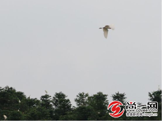 天然氧吧打卡！常德这个公园竟藏着宫崎骏的夏天，美到窒息...