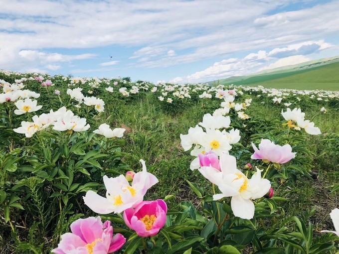 去呼伦贝尔旅游详细攻略,呼伦贝尔吃住行攻略