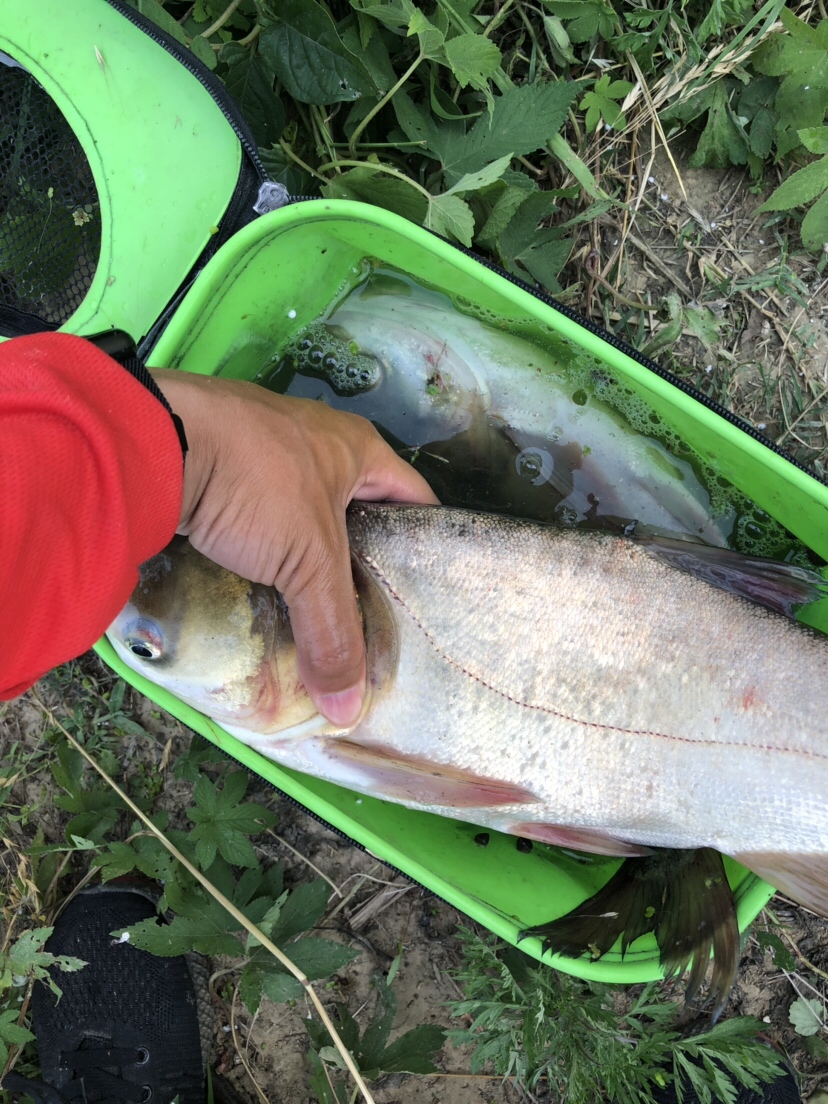初春河流大水面野钓,大水面滑漂野钓