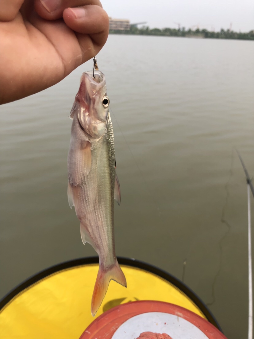初春河流大水面野钓,大水面滑漂野钓