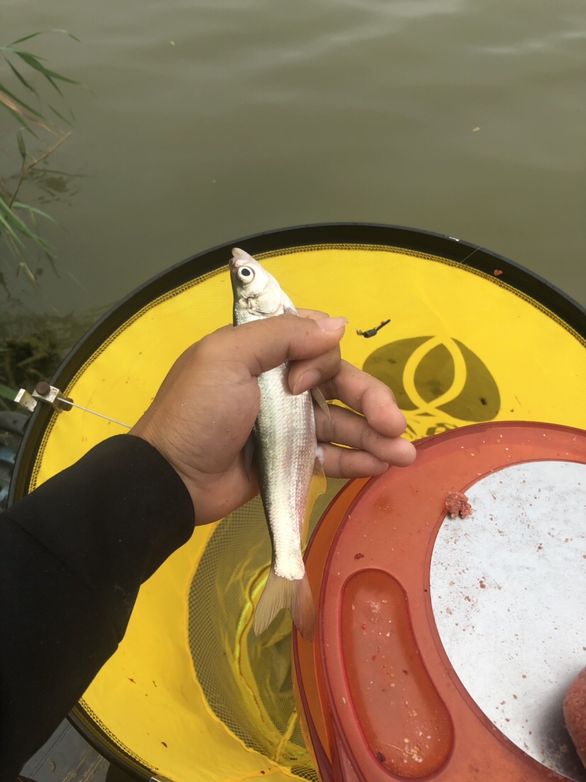 初春河流大水面野钓,大水面滑漂野钓
