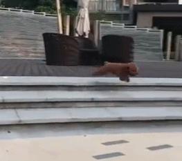 东北话的灵魂,东北话灵魂方言