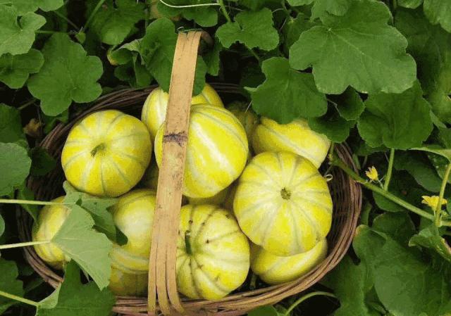 附近有哪些甜瓜采摘,好耍的采摘园