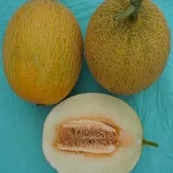 附近有哪些甜瓜采摘,好耍的采摘园