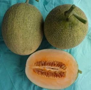 附近有哪些甜瓜采摘,好耍的采摘园