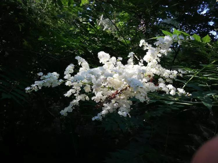 华北珍珠梅的解剖图,雪白雪白的梅花