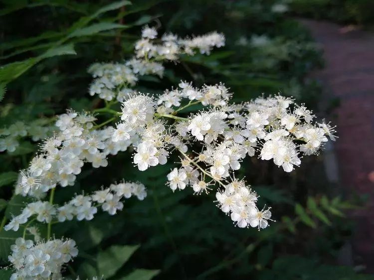 华北珍珠梅的解剖图,雪白雪白的梅花