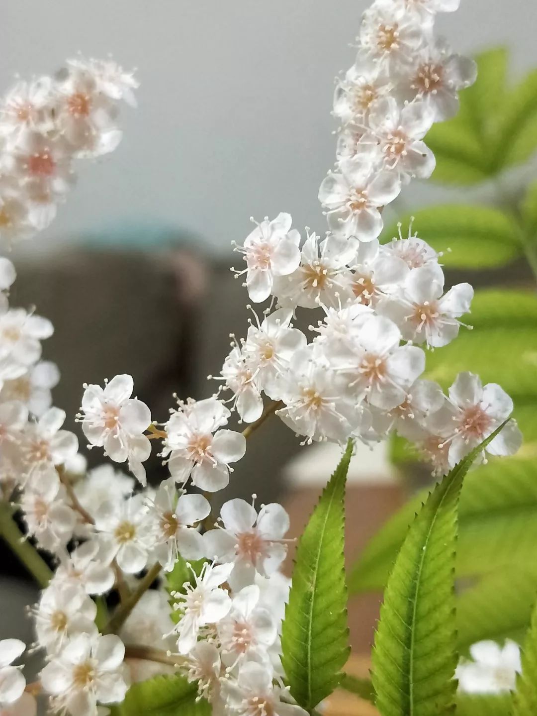 华北珍珠梅的解剖图,雪白雪白的梅花