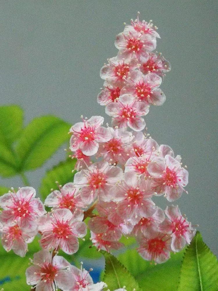 华北珍珠梅的解剖图,雪白雪白的梅花