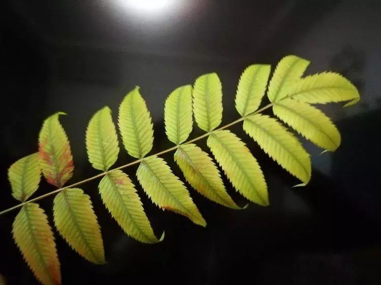 华北珍珠梅的解剖图,雪白雪白的梅花