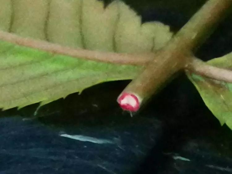 华北珍珠梅的解剖图,雪白雪白的梅花