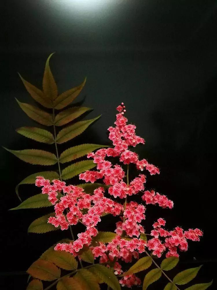 华北珍珠梅的解剖图,雪白雪白的梅花