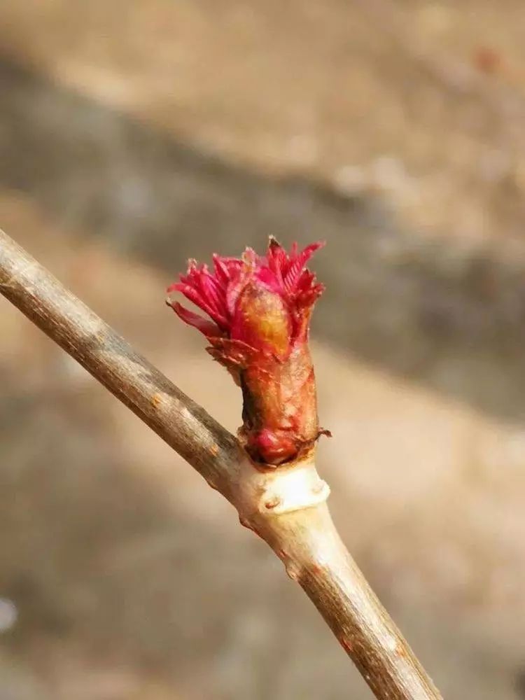 华北珍珠梅的解剖图,雪白雪白的梅花
