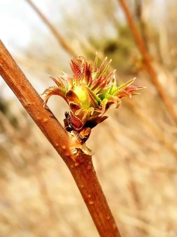 华北珍珠梅的解剖图,雪白雪白的梅花