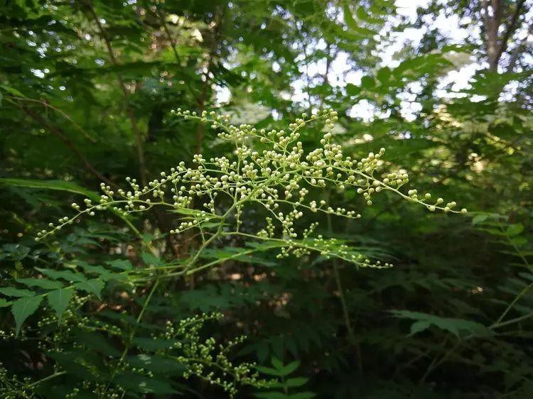 华北珍珠梅的解剖图,雪白雪白的梅花
