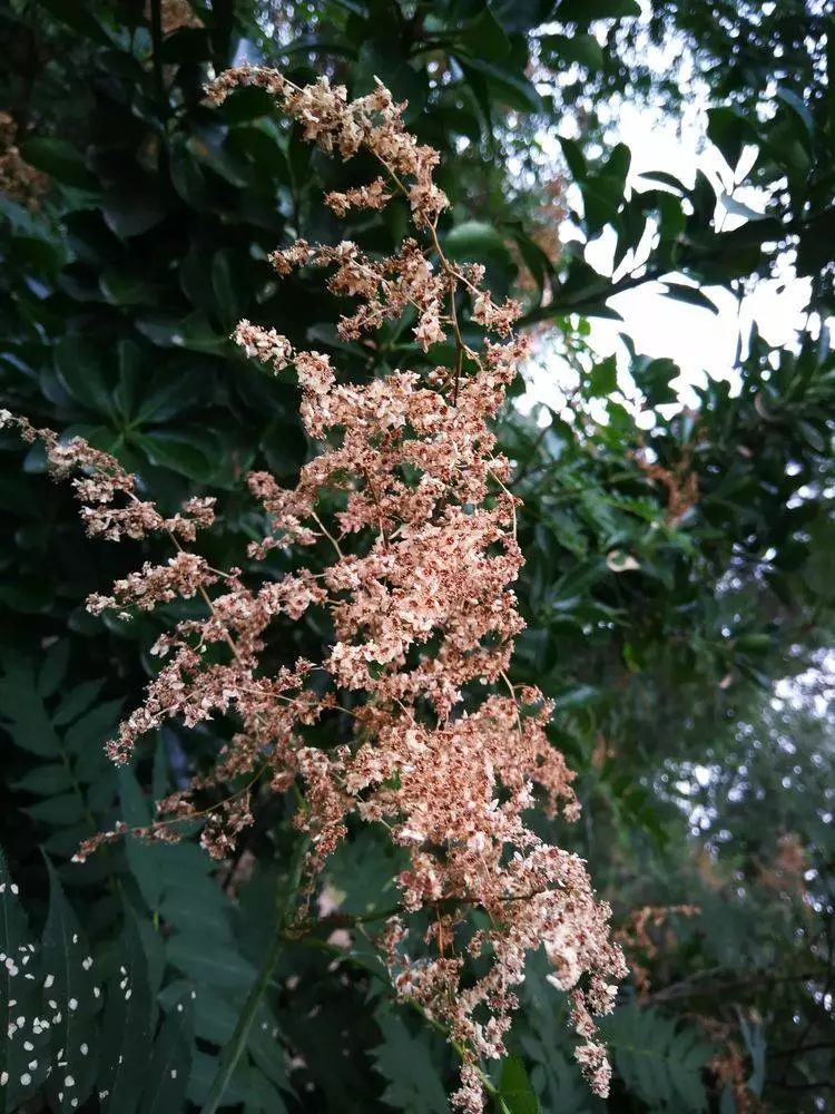 华北珍珠梅的解剖图,雪白雪白的梅花