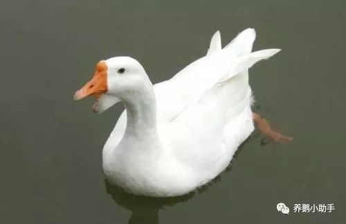 快速养鹅多长时间能出栏,快速养鹅