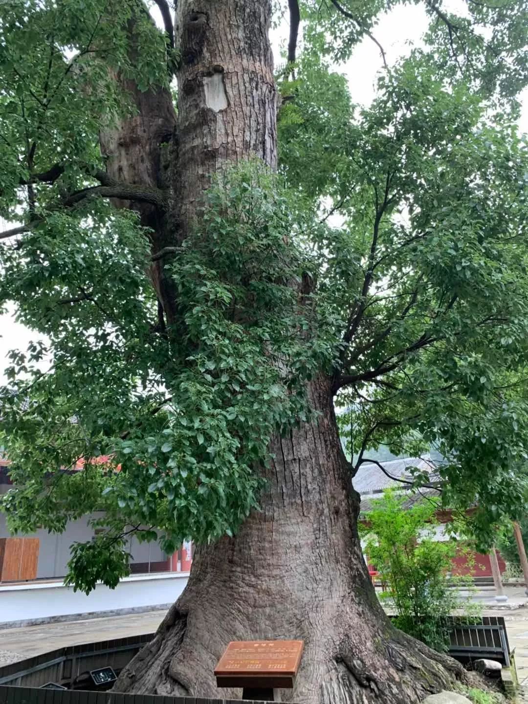 布袋大师简历,布袋大师粤语