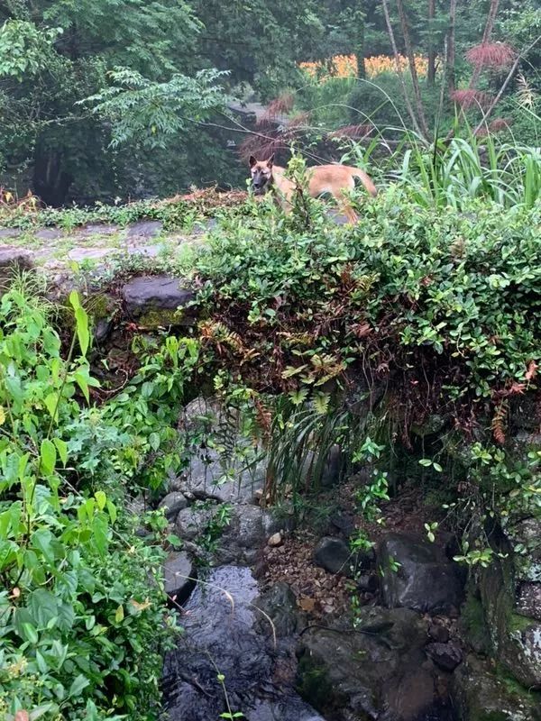布袋大师简历,布袋大师粤语