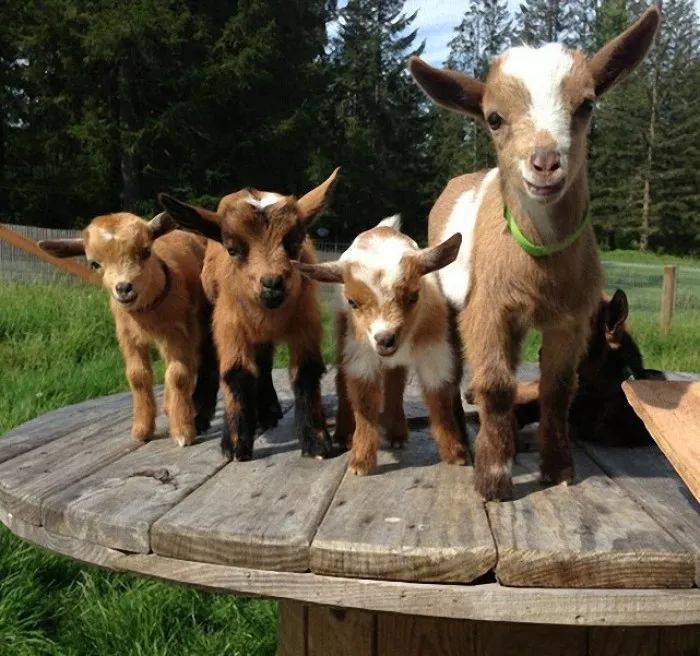 舌尖上的训诂：说羊