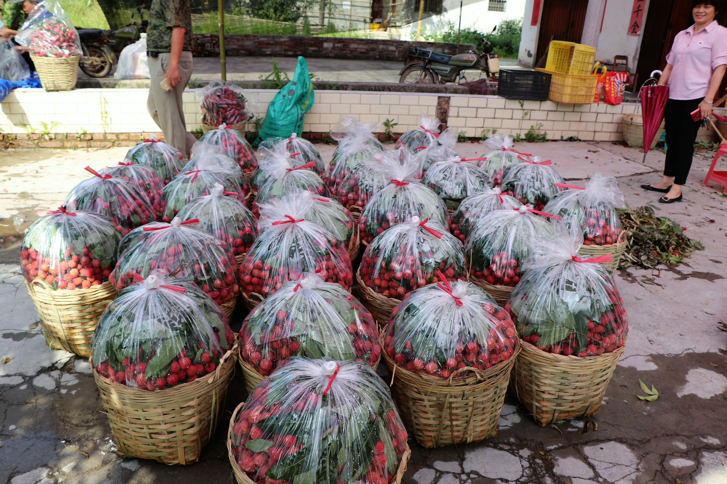 良垌镇23年荔枝产值,2021广东荔枝整体产量大增