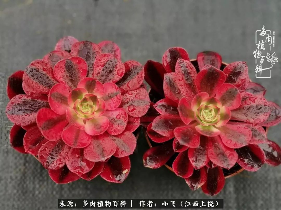 购买美杜莎衣服,法师锦和红覆轮锦一样吗