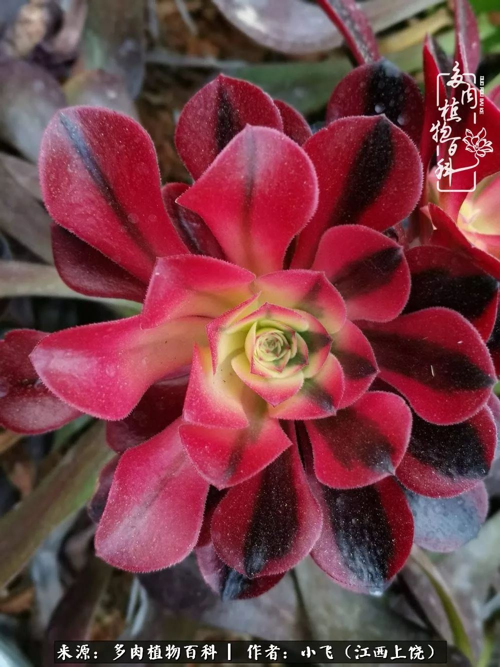 购买美杜莎衣服,法师锦和红覆轮锦一样吗