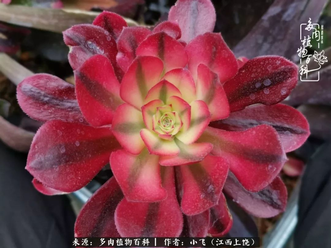 购买美杜莎衣服,法师锦和红覆轮锦一样吗