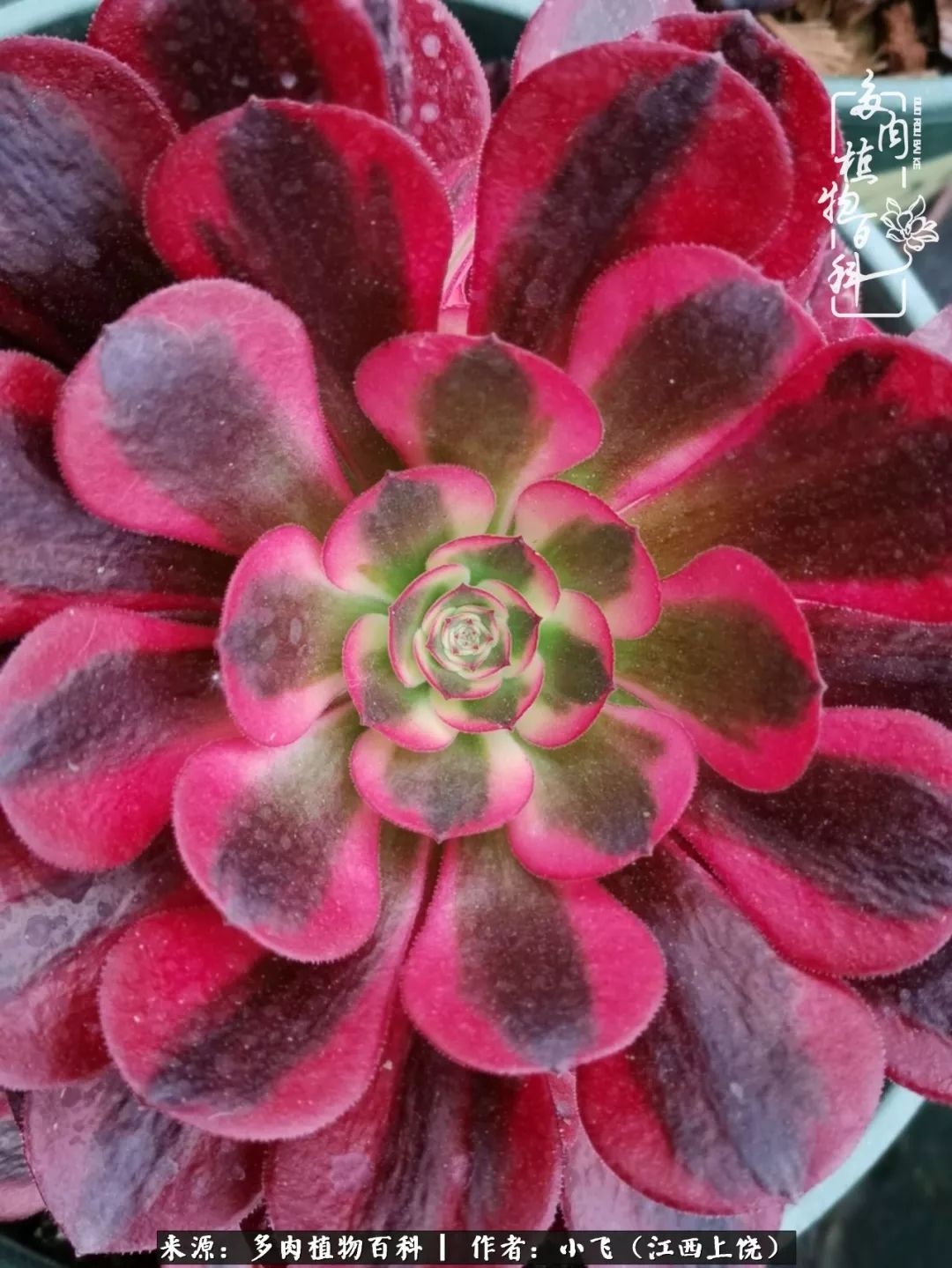 购买美杜莎衣服,法师锦和红覆轮锦一样吗