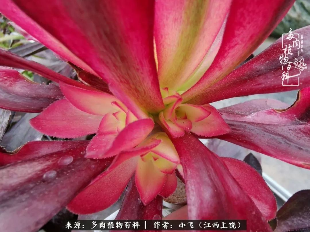 购买美杜莎衣服,法师锦和红覆轮锦一样吗