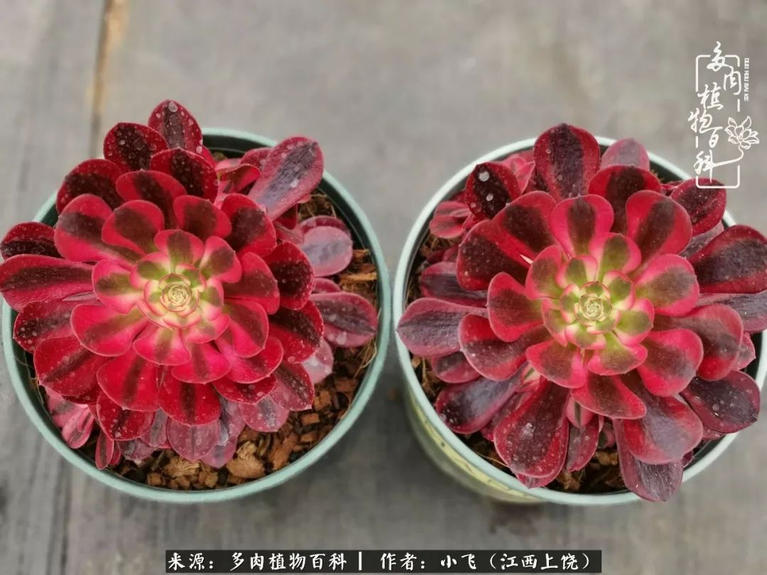 购买美杜莎衣服,法师锦和红覆轮锦一样吗