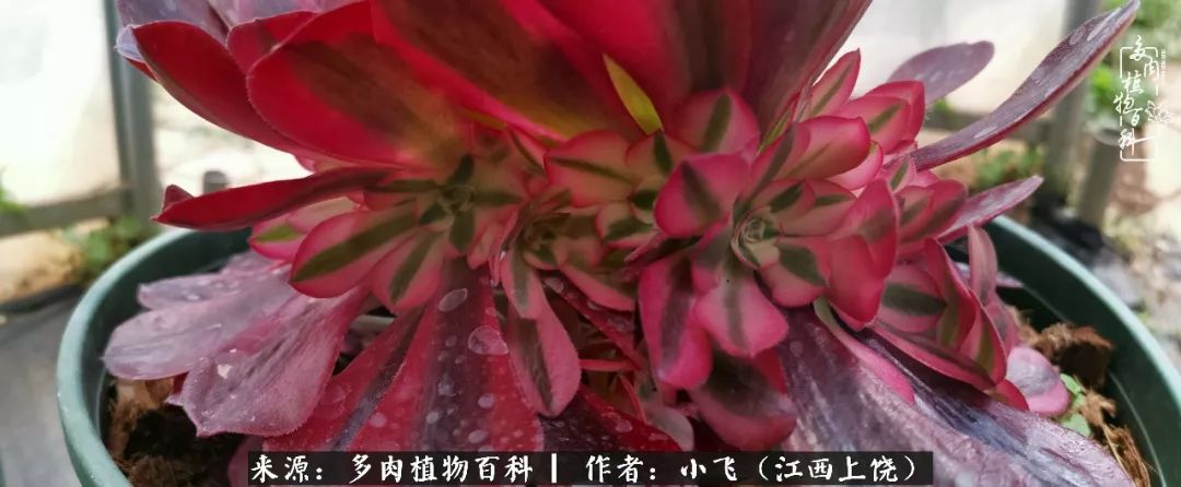 购买美杜莎衣服,法师锦和红覆轮锦一样吗